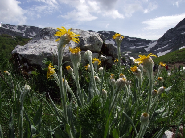 Senecio scopolii / Senecione illirico